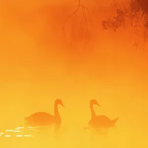 Silhouette through mist of two Mute Swans {Cygnus olor} on water, UK Silhouette through mist of two Mute Swans {Cygnus olor} on water, UK