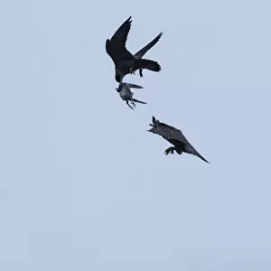 Silhouette of Peregrine falcon (Falco peregrinus) in flight, male passing pigeon