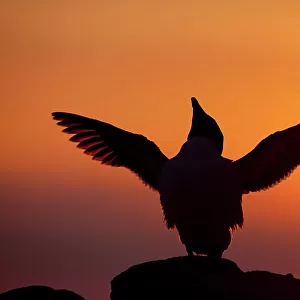 Silhouette of Razorbill (Alca torda) against sunset, flapping wings. June 2010. Photographer quote: A cacophonous seabird colony on a summers evening is just spell-binding