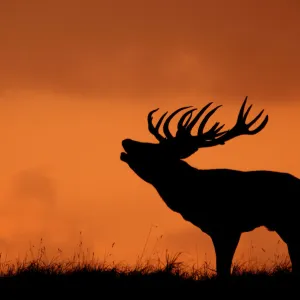 Silhouette of Red deer (Cervus elaphus) stag calling at sunset, Dyrehaven, Denmark