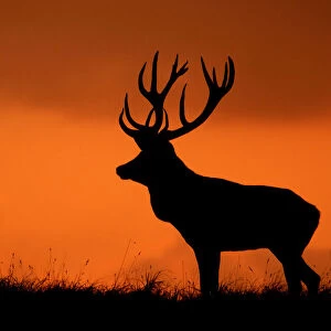 Silhouette of Red deer (Cervus elaphus) stag at sunset, Dyrehaven, Denmark
