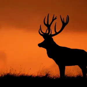 Silhouette of Red deer stag print at sunset Silhouette of Red deer stag print at sunset