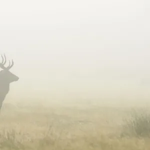 Silhouette of Red deer (Cervus elephus) stag in mist, Richmond Park, London, England