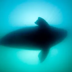 Silhouette of Southern right whale (Eubalaena australis) Golfo Nuevo, Peninsula Valdes