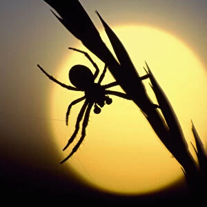 Silhouette of spider at sunset, Berwickshire, Scotland, August