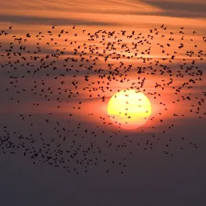 Silhouette of waders flying to roost at sunset, Snettisham RSPB reserve, The Wash