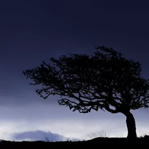 Silhouette of weathered, windswept hawthorn tree on stormy morning sky, Near Lynton, Devon, UK