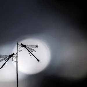 Des demoiselles à pattes jaunes (Lestes sponsa) en arrière-plan d'émeraude reposant sur une roseau, Devon, Angleterre, Royaume-Uni. Août 2017 Des demoiselles à pattes jaunes (Lestes sponsa) en arrière-plan d'émeraude reposant sur une roseau, Devon, Angleterre, Royaume-Uni. Août 2017