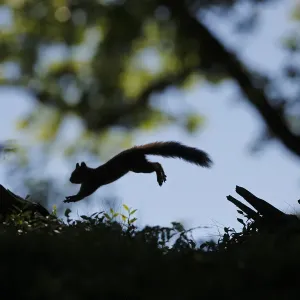 Silhouetted Red Squirrel (Sciurus vulgaris) jumping between tree stumps. Cairngorms National Park
