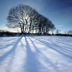 Silhouetted trees and long blue shadows falling on fresh snow, near Bradworthy, north Devon, UK. February 2009 Silhouetted trees and long blue shadows falling on fresh snow, near Bradworthy, north Devon, UK. February 2009