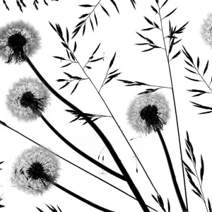Silhouettes of Dandelion (Taraxacum officinale) seed heads and grasses, England, UK Silhouettes of Dandelion (Taraxacum officinale) seed heads and grasses, England, UK