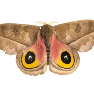 Silk Moth Print with Open Wings Silk Moth Print with Open Wings