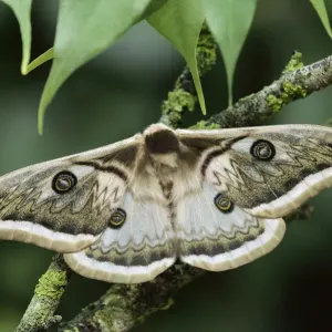 Silkmoth (Saturnia pyretorum) male, Miaoli, Taiwan