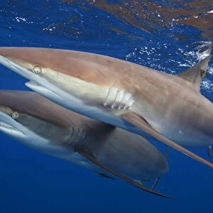Silky shark (Carcharhinus falciformis) two swimming together, Jardines de la Reina