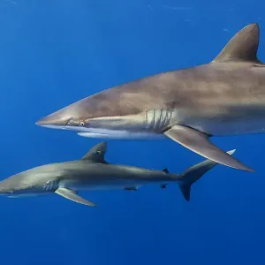 Silky shark Print, a photograph of Carcharhinus falciformis Silky shark Print, a photograph of Carcharhinus falciformis