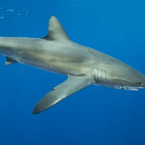 Silky Shark Print, Cocos Island National Park Silky Shark Print, Cocos Island National Park