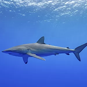 Silky shark (Carcharhinus falciformis) swimming near the surface, Tubuai