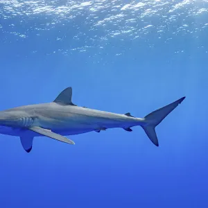 Silky shark (Carcharhinus falciformis) swimming near the surface, Tubuai