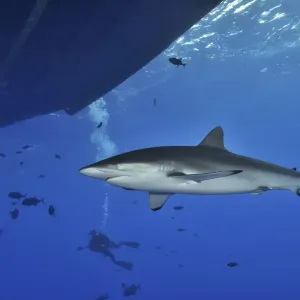 Requin velu (Carcharhinus falciformis) près de la surface. Requin velu (Carcharhinus falciformis) près de la surface.