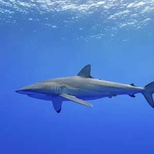 Silky shark Print, near surface Silky shark Print, near surface