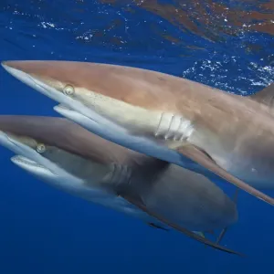 Silky shark (Carcharhinus falciformis) two swimming together, Jardines de la Reina Silky shark (Carcharhinus falciformis) two swimming together, Jardines de la Reina
