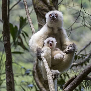 Silky sifaka (Propithecus candidus) female with baby sitting amongst branches in understorey