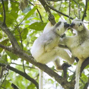 Silky sifaka (Propithecus candidus) pair in tree, Marojejy National Park, Madagascar