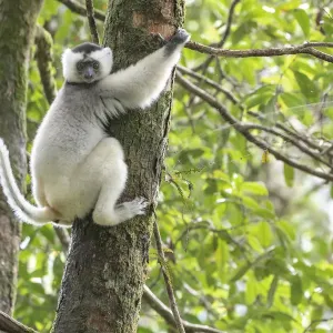 Silky sifaka (Propithecus candidus) in tree, Marojejy National Park, Madagascar Silky sifaka (Propithecus candidus) in tree, Marojejy National Park, Madagascar