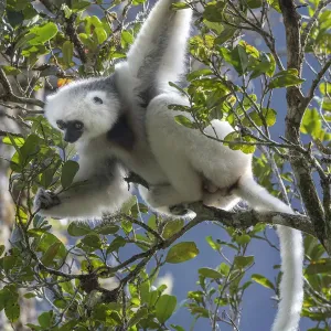 Silky sifaka (Propithecus candidus) in tree, Marojejy National Park, Madagascar Silky sifaka (Propithecus candidus) in tree, Marojejy National Park, Madagascar