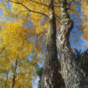 Silver Birch Print, a photograph of autumn foliage Silver Birch Print, a photograph of autumn foliage