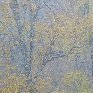 Silver Birch in Autumn Fog, Glen Affric Print Silver Birch in Autumn Fog, Glen Affric Print