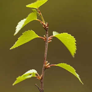 Silver birch (Betula pendula) close-up of fresh leaves in spring, Beinn Eighe NNR