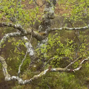 Silver birch (Betula pendula) in spring. Beinn Eighe National Nature Reserve. Scotland Silver birch (Betula pendula) in spring. Beinn Eighe National Nature Reserve. Scotland