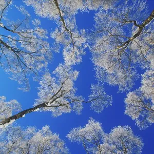 Silver birch trees coated in hoar frost print Silver birch trees coated in hoar frost print
