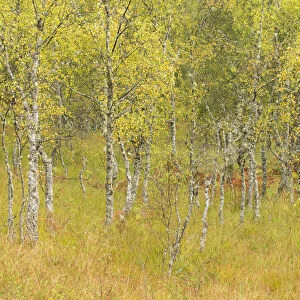 Silver birch (Betula pendula) trees in early autumn, Craigellachie National Nature Reserve