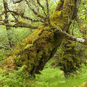 Silver birch (Betula pendula) with trunk covered in moss in natural woodland, Beinn Eighe NNR