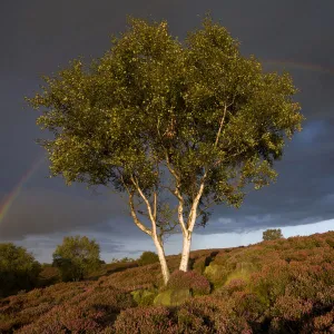 Silver Birch {Betula pendula / verrucosa} on heather moorland with stormy sky and rainbow