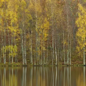 Silver birches (Betula pendula) reflected in Loch Pityoulish in autumn, Cairngorms National Park Silver birches (Betula pendula) reflected in Loch Pityoulish in autumn, Cairngorms National Park