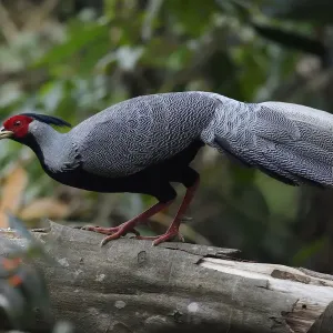 Silver pheasant print walking on a branch in China Silver pheasant print walking on a branch in China