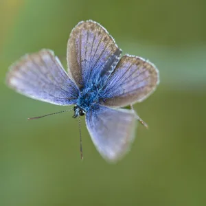 Silver-studded blue butterfly (Plebejus argus), New Forest, Hampshire, England, UK, July