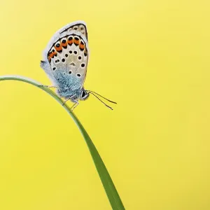 Papillon bleu studdé d'argent (Plebejus argus) reposant sur une feuille de gazon, Gwithian Towans, Cornwall, Royaume-Uni. Juin. Papillon bleu studdé d'argent (Plebejus argus) reposant sur une feuille de gazon, Gwithian Towans, Cornwall, Royaume-Uni. Juin.
