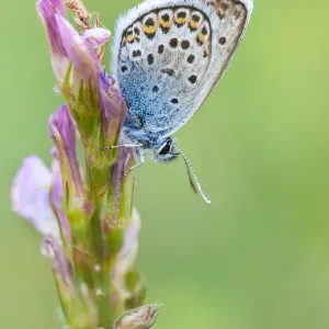 Butterflies and Moths