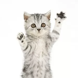 Silver tabby kitten with paws raised