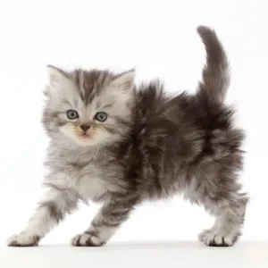 Silver Tabby Persian-cross Kitten Print Silver Tabby Persian-cross Kitten Print
