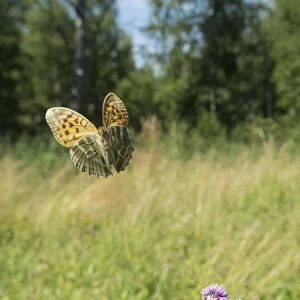 Silver washed fritillary butterfly (Argynnis paphia) female in flight with thistles