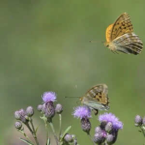 Silver-washed fritillary butterfly (Argynnis paphia) nectaring, two males in flight
