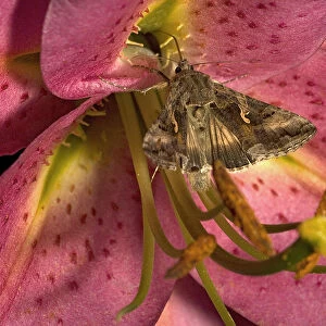 Silver Y moth (Autographa gamma) nectaring on Lily (Lilium Stargazer ). Surrey