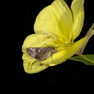 Silver Y moth (Autographa gamma) nectaring on Evening primrose (Oenothera glazioviana)