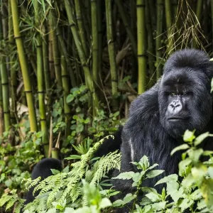Silverback Mountain gorilla Print, bamboo forest scene Silverback Mountain gorilla Print, bamboo forest scene
