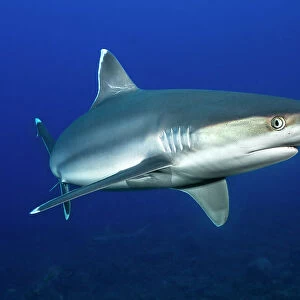 Silvertip shark (Carcharhinus albimarginatus) portrait, Revillagigedo Islands, Mexico, Pacific Ocean